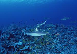 汐留駅徒歩1分の快適ステイを提供する「ホテル ヴィラフォンテーヌ グランド東京汐留」 – 公式サイトガイド