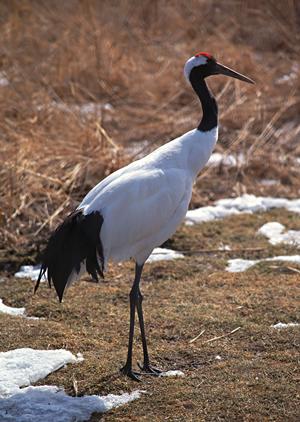 静岡駅から徒歩5分の快適滞在を実現するガーデンホテル静岡の魅力と詳細情報